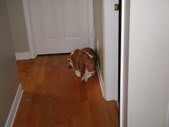 Fun with Basset Hound Puppies