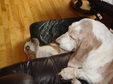 Enlarge photo 19