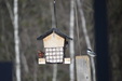 Birds Spring 2019