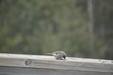 Enlarge photo 34