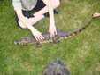 Enlarge photo 26