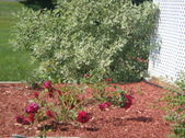 Enlarge photo 40