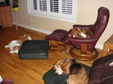 Summer 2012 hounds