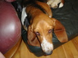 Enlarge photo 33