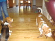 Enlarge photo 52