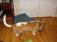 Enlarge photo 54