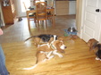 Enlarge photo 59