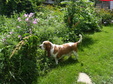Enlarge photo 2
