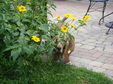 Enlarge photo 8
