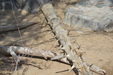 Enlarge photo 33