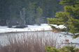 Enlarge photo 40