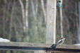 Enlarge photo 27