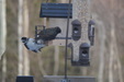 New birds 2017