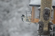 Winter 2016 Birds