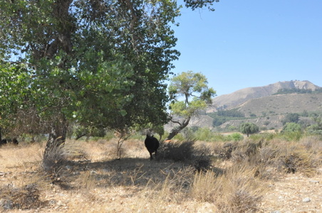 Enlarge photo 98