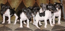 CAL VAL PUPPIES - BETTY / JORGE