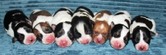 CAL VAL RAT TERRIERS - UPCOMING LITTERS