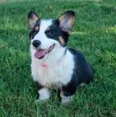 CORGI PUPPIES IN CENTRAL CA ---- $900