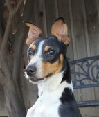 RAT TERRIERS / 3 MALE PUPS / REDUCED $