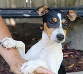 USONA RAT TERRIERS / NEW PUPPIES