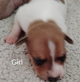 USONA RAT TERRIERS / NEW PUPPIES