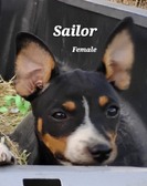 USONA RAT TERRIERS - 1 MALE  2 FE  PUPS