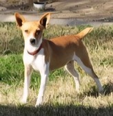 "GUCCI"  - 11 MO OLD FEMALE