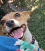 "GUCCI"  - 1 YR OLD FEMALE