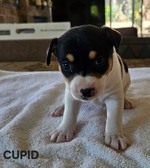 RAT TERRIER PUPPIES - 5 FEMALES  1 MALE