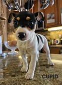 RAT TERRIER PUPPIES - 3 FEMALES  1 MALE