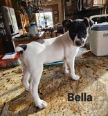 RAT TERRIER PUPPIES - 1 FEMALE  1 MALE