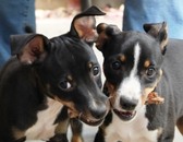MADERA RAT TERRIERS  - 2 MALE PUPPIES