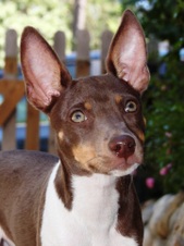 CAL VAL PUPPIES - 3 WEEKS OLD