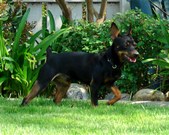 GRCH CAL VAL LI'L MR BIG (NOW RETIRED)