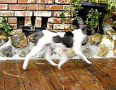 Enlarge photo 39
