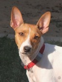 OUR RAT TERRIER LADIES (CURRENT 10/2023)