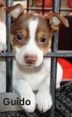 RAT TERRIER PUPPIES - 7 WKS OLD