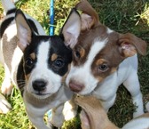 RAT TERRIER PUPPIES - 7 1/2  WKS OLD