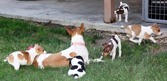 RAT TERRIER PUPPIES - 6 WKS OLD