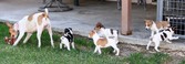 Enlarge photo 51