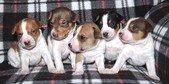 RAT TERRIER PUPPIES - 3 WKS OLD