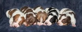 CAL VAL RAT TERRIERS - 2 WKS OLD 