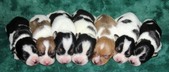 CAL VAL RAT TERRIERS - NEW LITTER