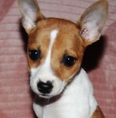 CAL VAL RAT TERRIERS - 1 FE AVAILABLE