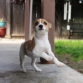 CAL VAL RAT TERRIERS - ALL SOLD