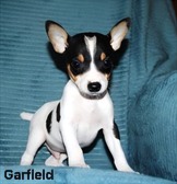 CAL VAL RAT TERRIERS - ALL SOLD