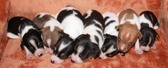 CAL VAL RAT TERRIERS - NEW LITTER