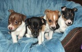 CAL VAL RAT TERRIERS - 4 BEAUTIFUL PUPS