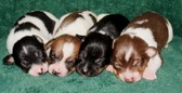 CAL VAL RAT TERRIERS - 4 BEAUTIFUL PUPS