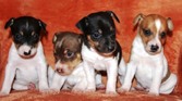 CAL VAL RAT TERRIERS - 4 BEAUTIFUL PUPS
